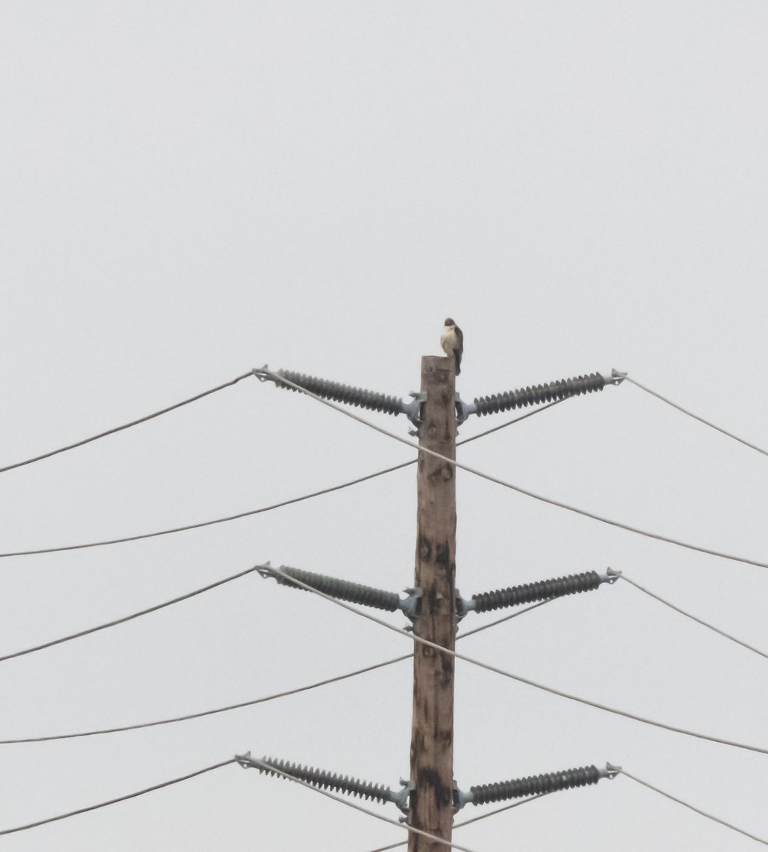 Red-tailed Hawk - ML620293120