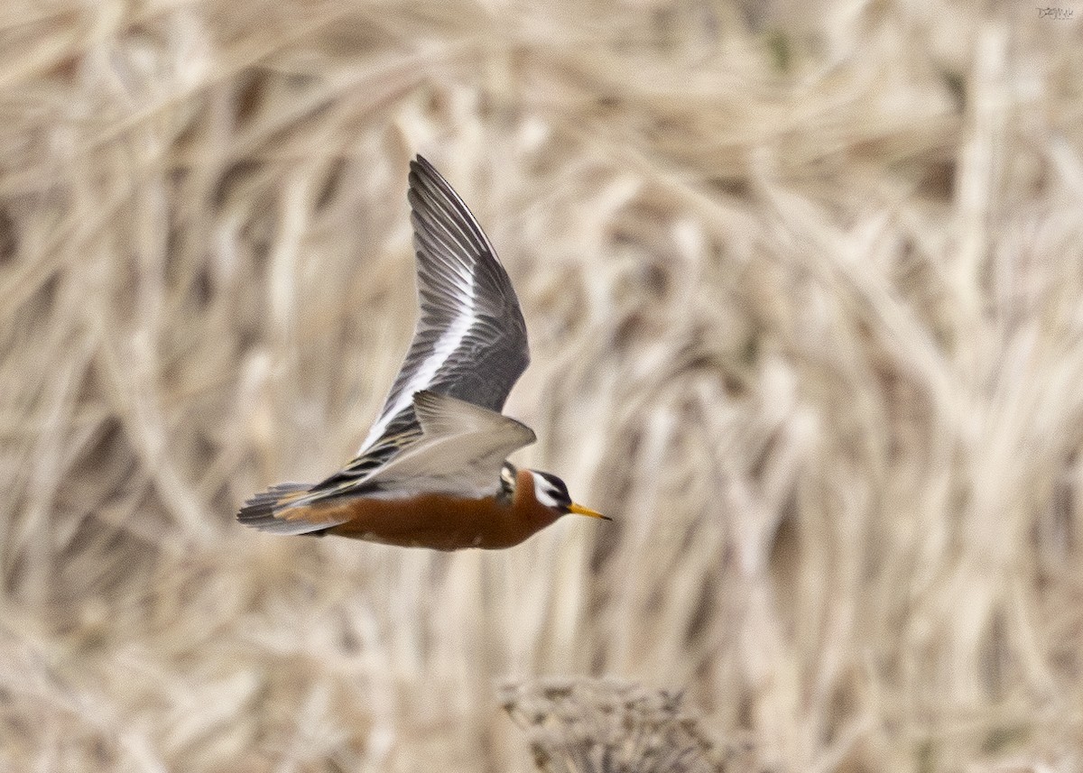 Red Phalarope - ML620293121