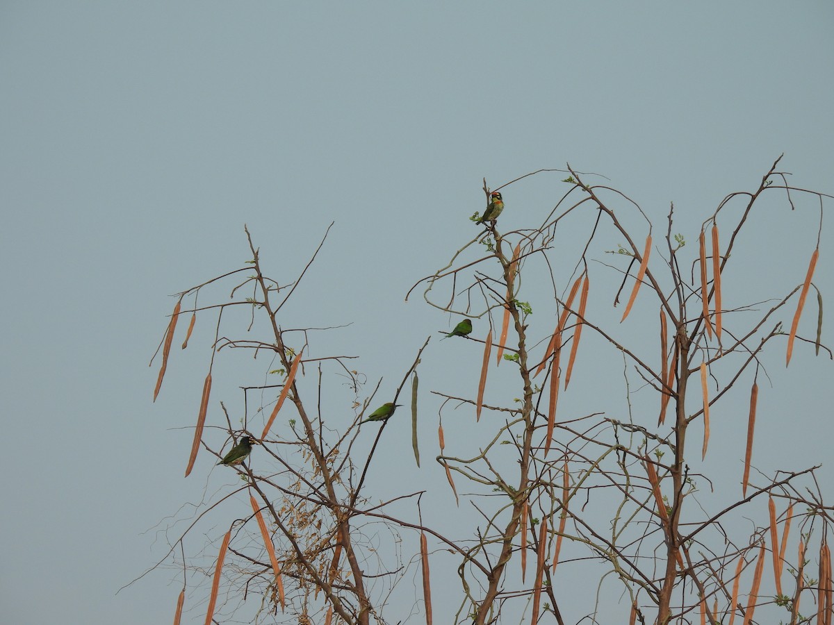 Asian Green Bee-eater - ML620293122