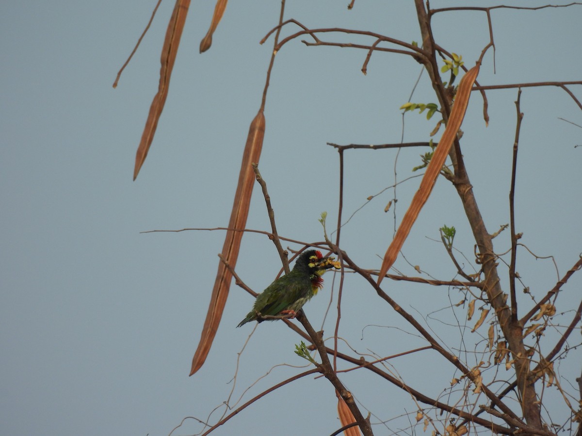 Al Göğüslü Barbet - ML620293128