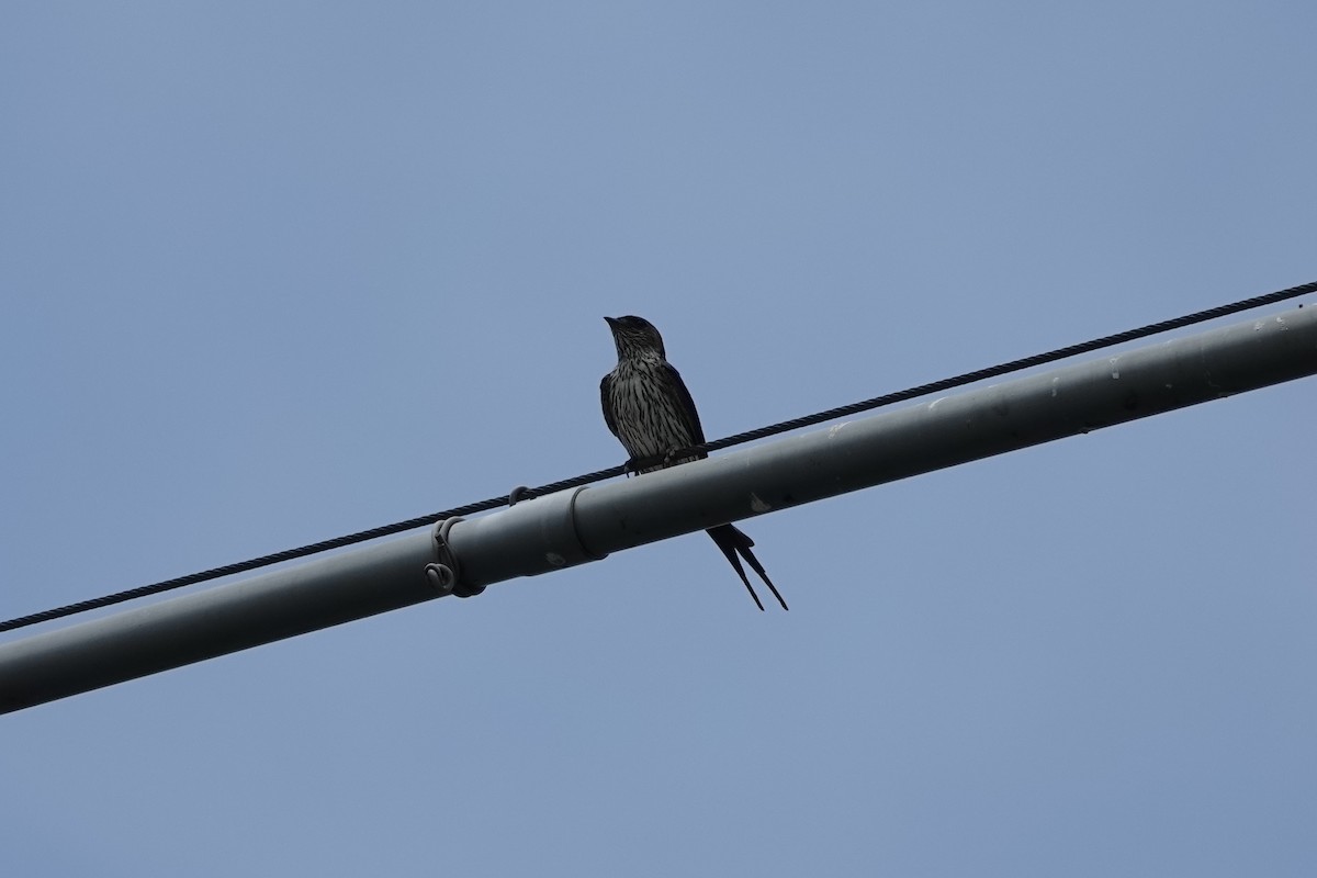 Striated Swallow - ML620293130