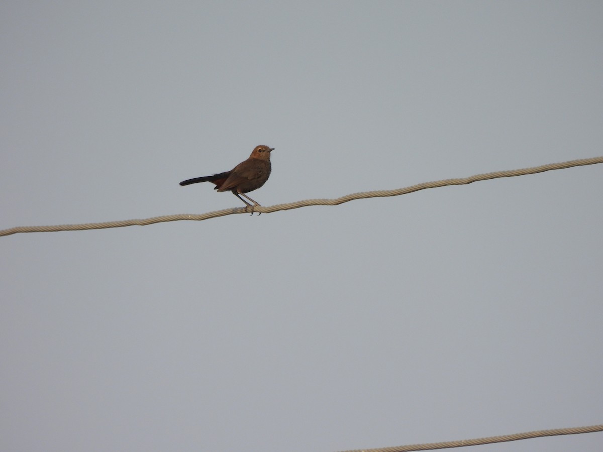 Indian Robin - ML620293135