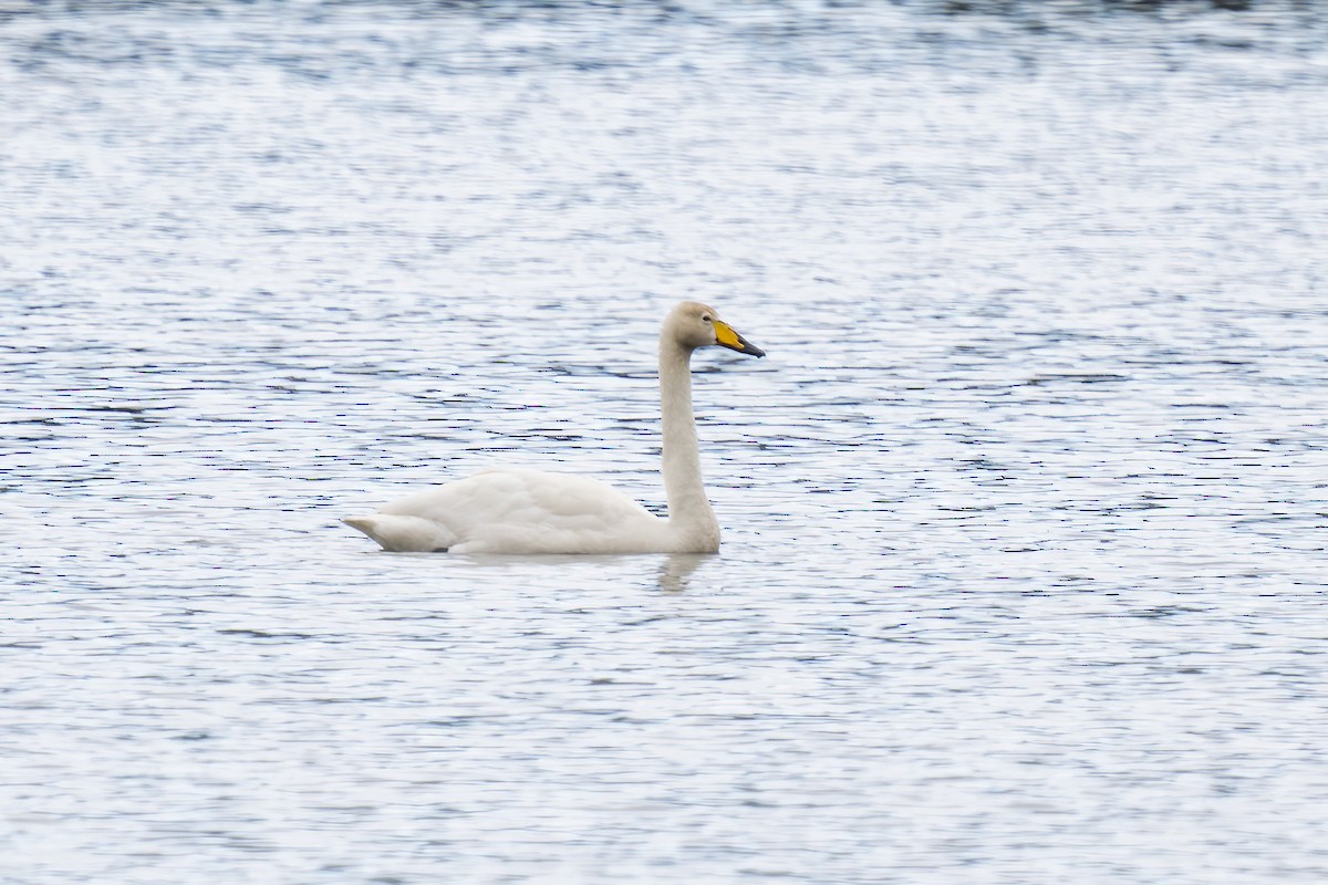 Whooper Swan - ML620293138