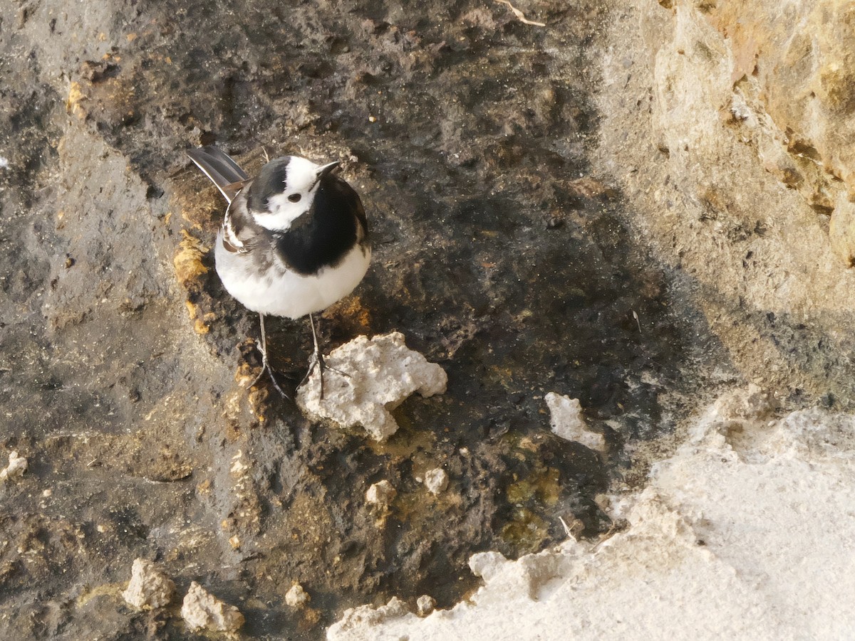 White Wagtail (British) - ML620293139