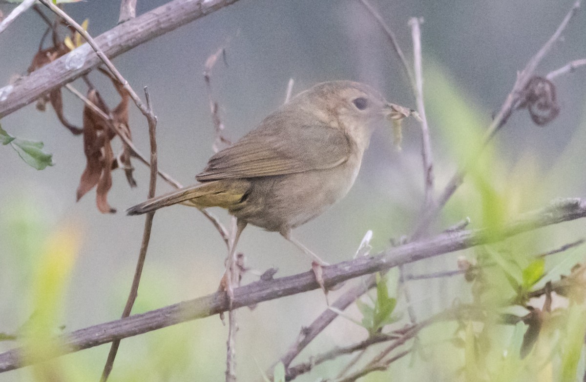 Weidengelbkehlchen - ML620293140