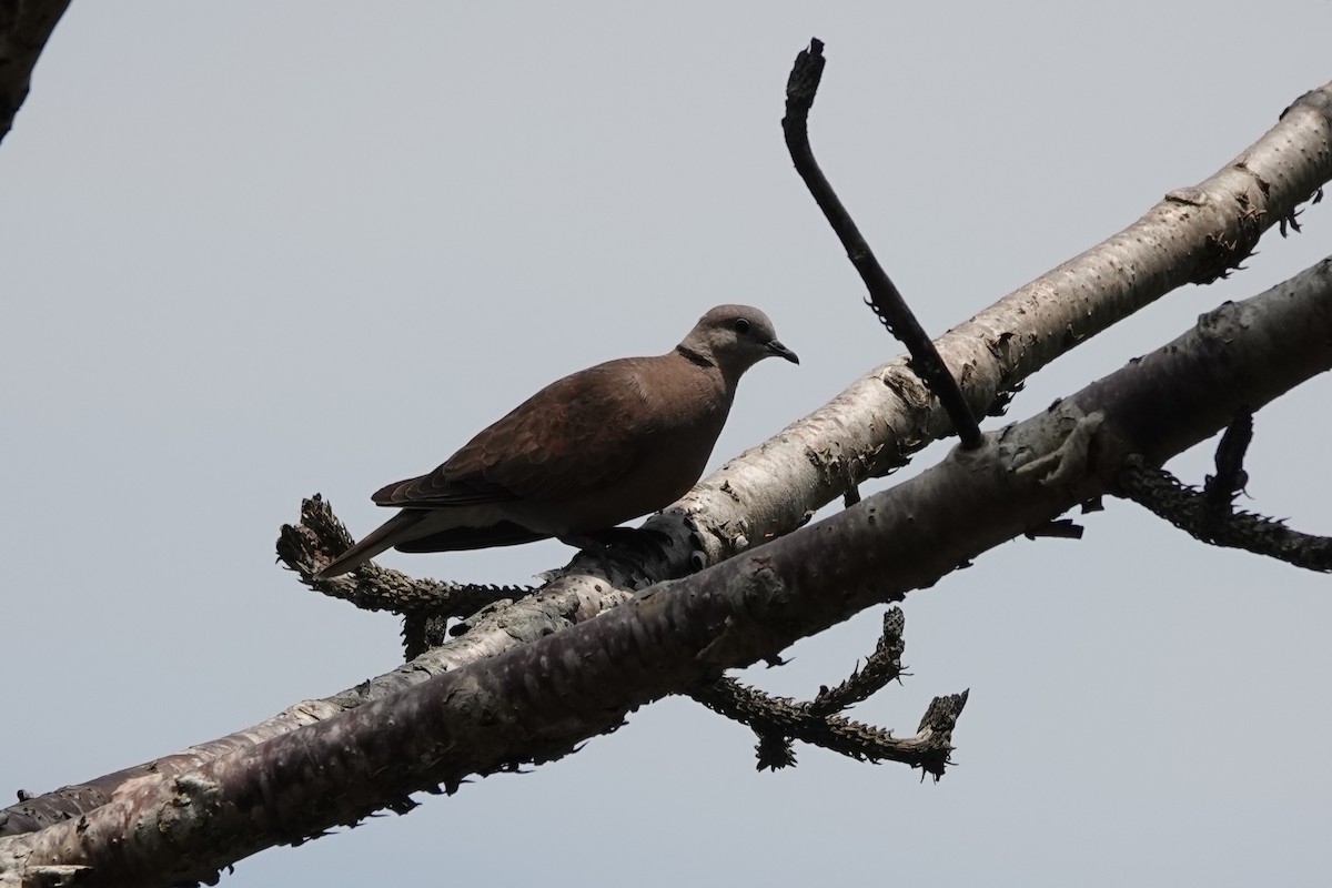 Red Collared-Dove - ML620293142