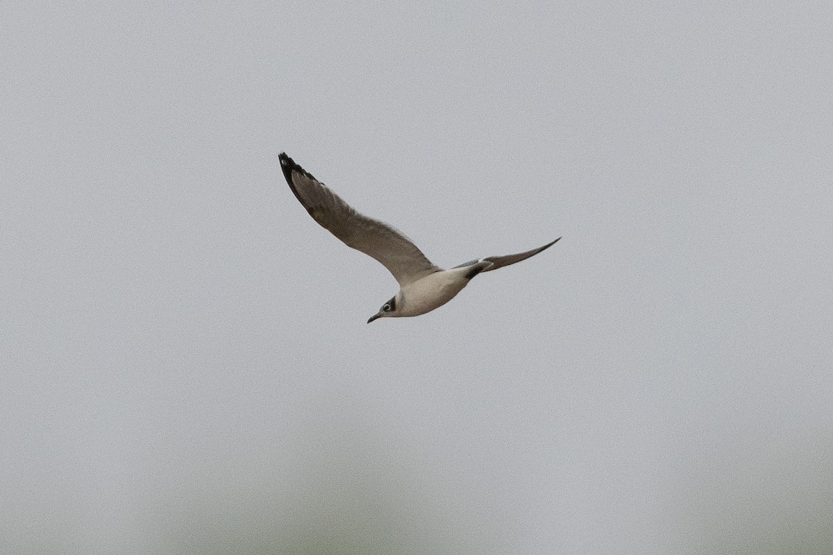 Franklin's Gull - ML620293143