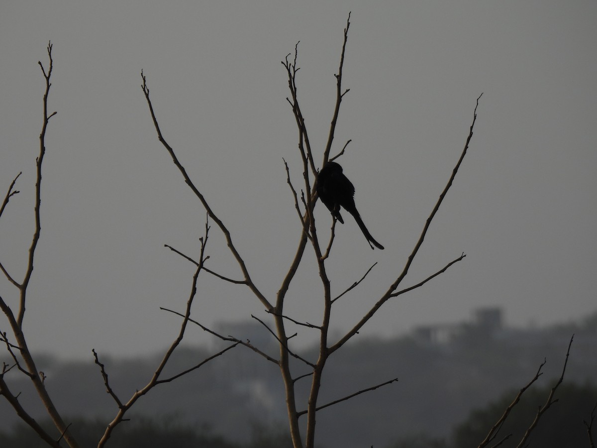 Black Drongo - ML620293148