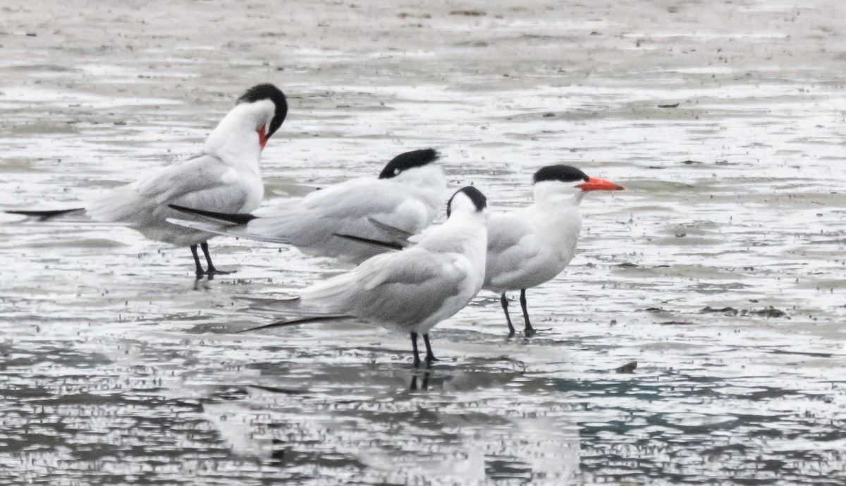 Caspian Tern - ML620293153