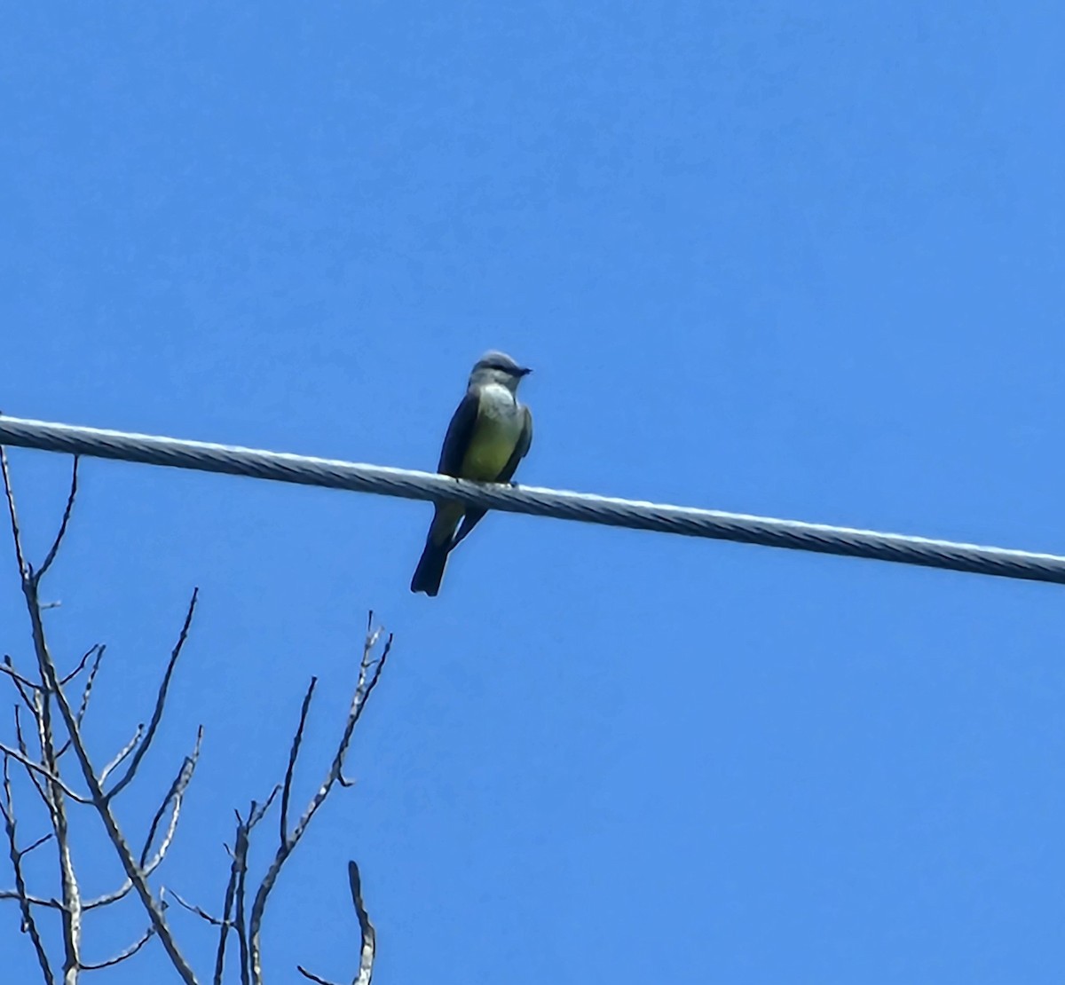 Western Kingbird - ML620293161