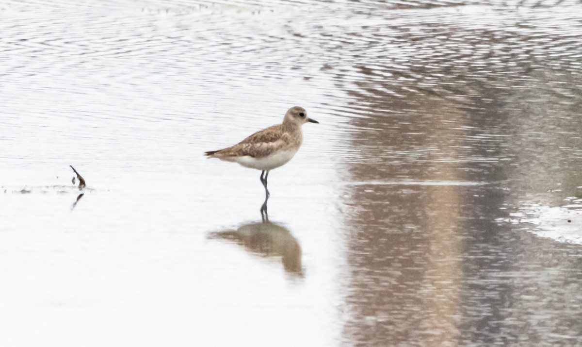 Black-bellied Plover - ML620293163