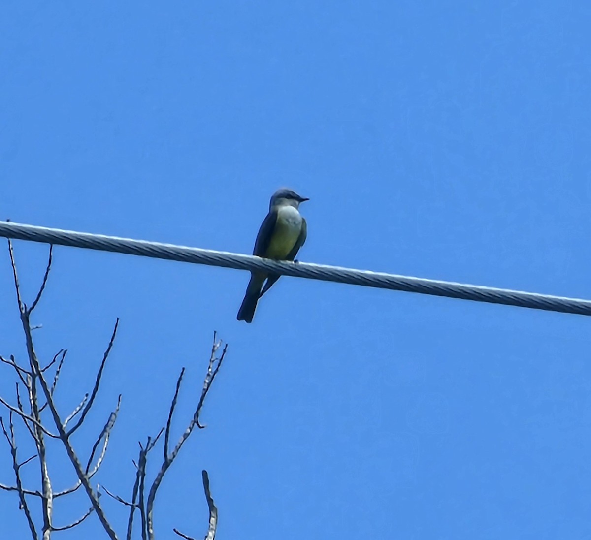 Western Kingbird - ML620293166