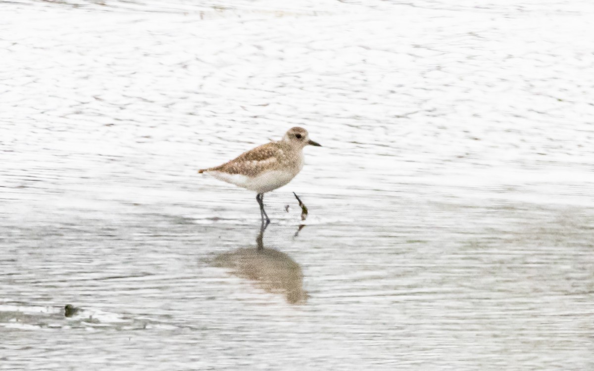 Black-bellied Plover - ML620293168