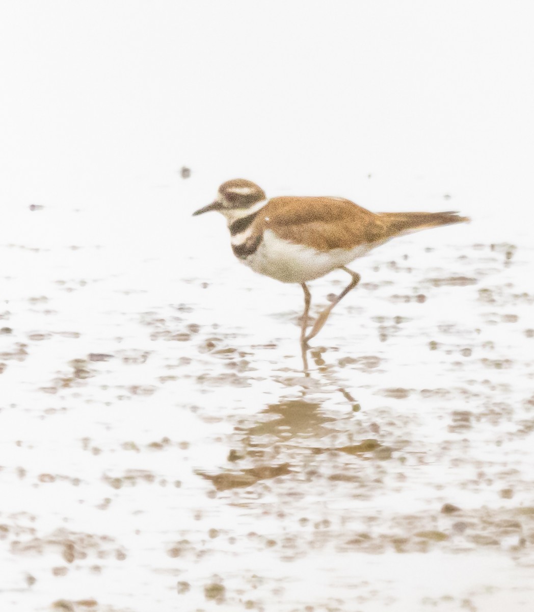 Killdeer - ML620293171