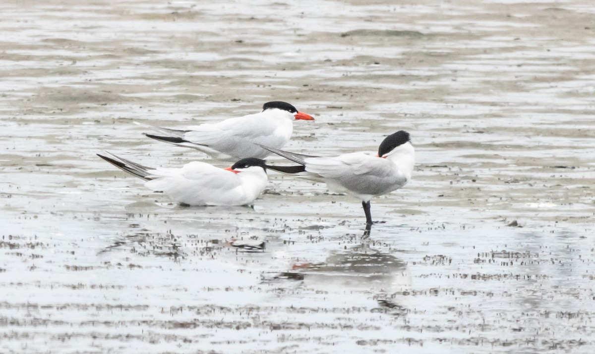 Caspian Tern - ML620293179