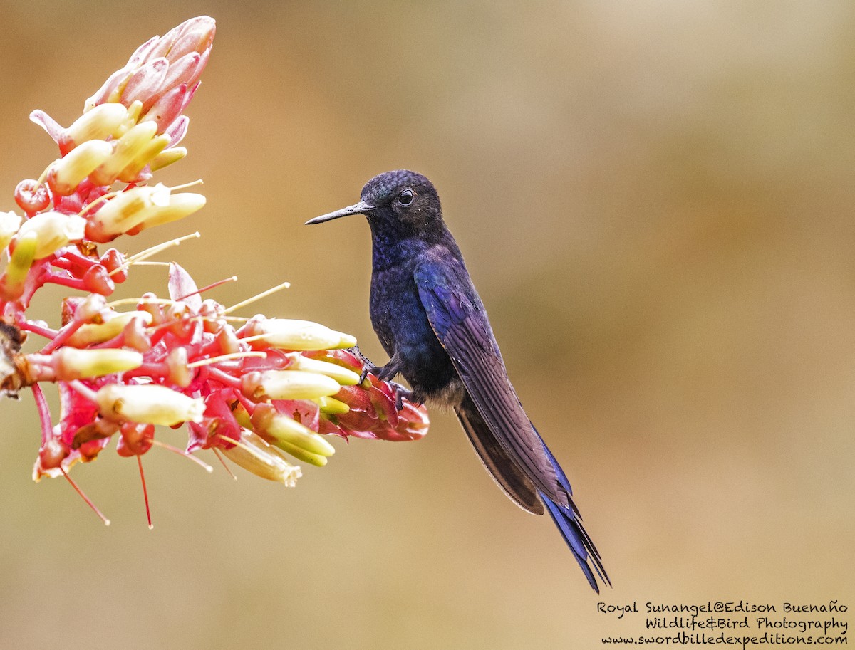 Colibrí Real - ML620293182