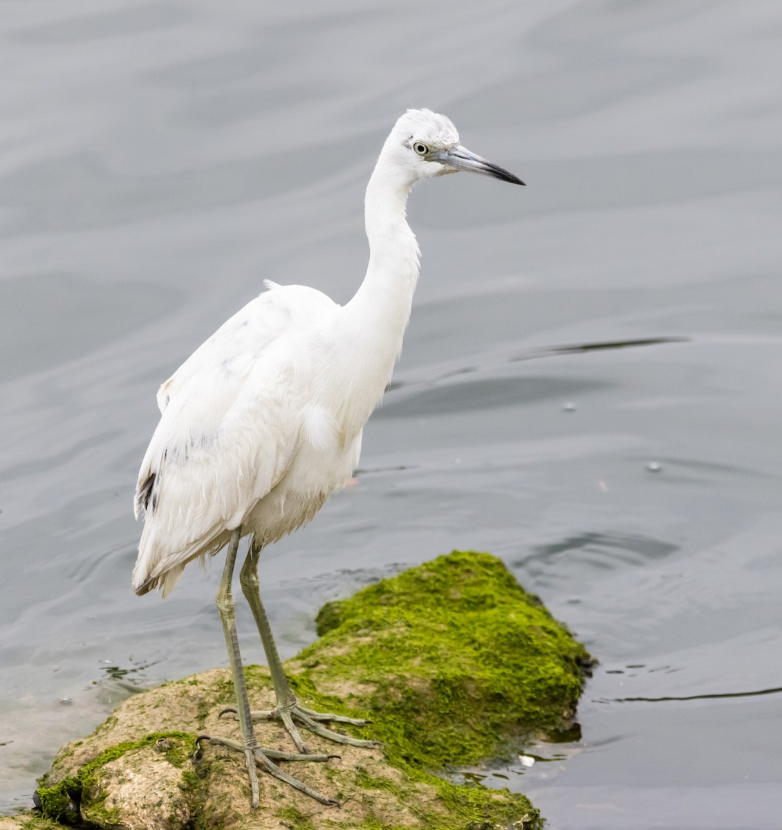 Little Blue Heron - ML620293185