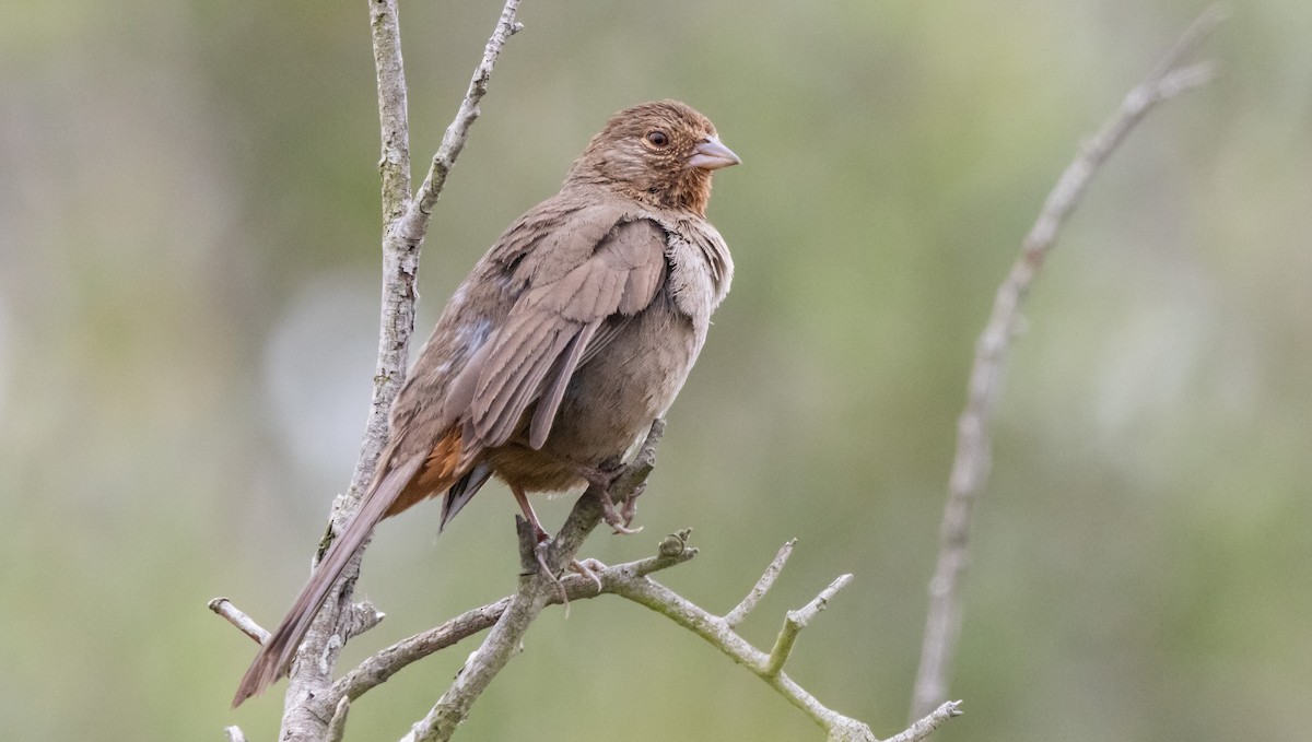 California Towhee - ML620293192