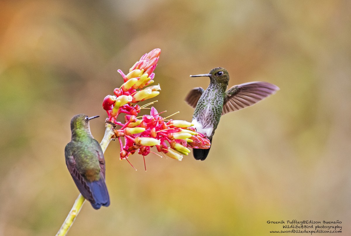 Greenish Puffleg - ML620293194