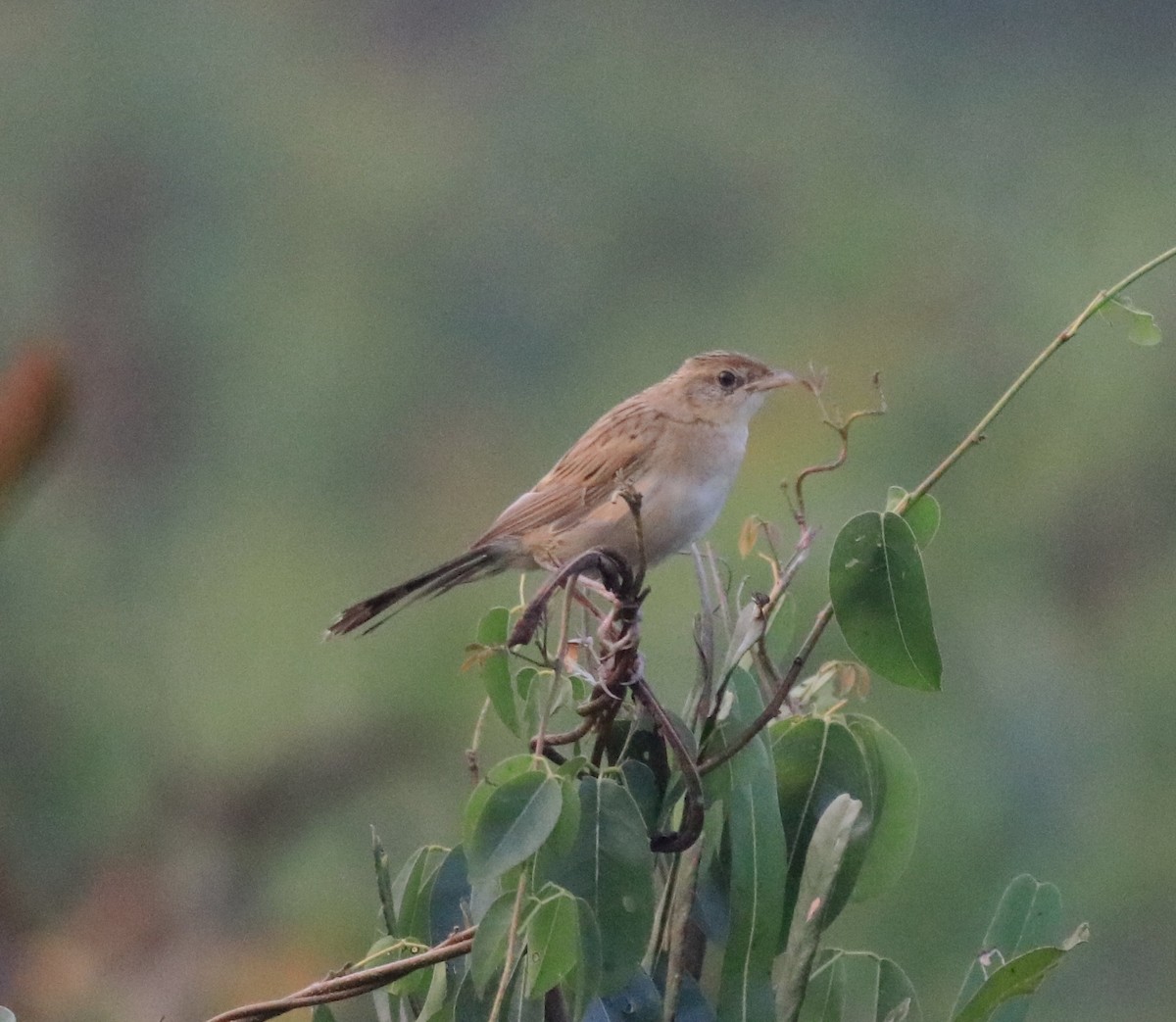 Bristled Grassbird - ML620293195