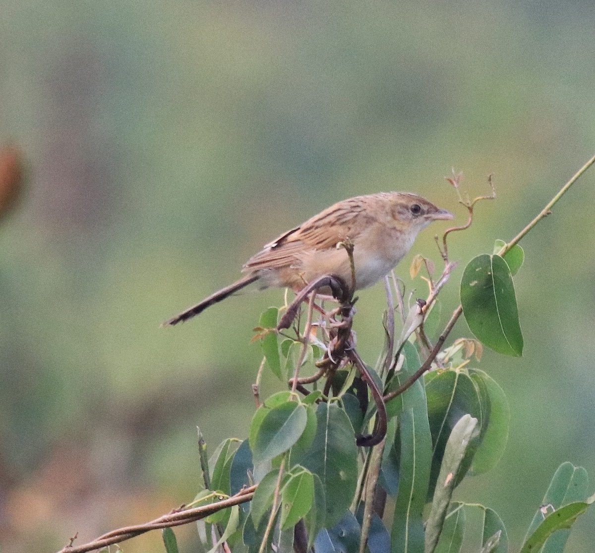 Bristled Grassbird - ML620293196