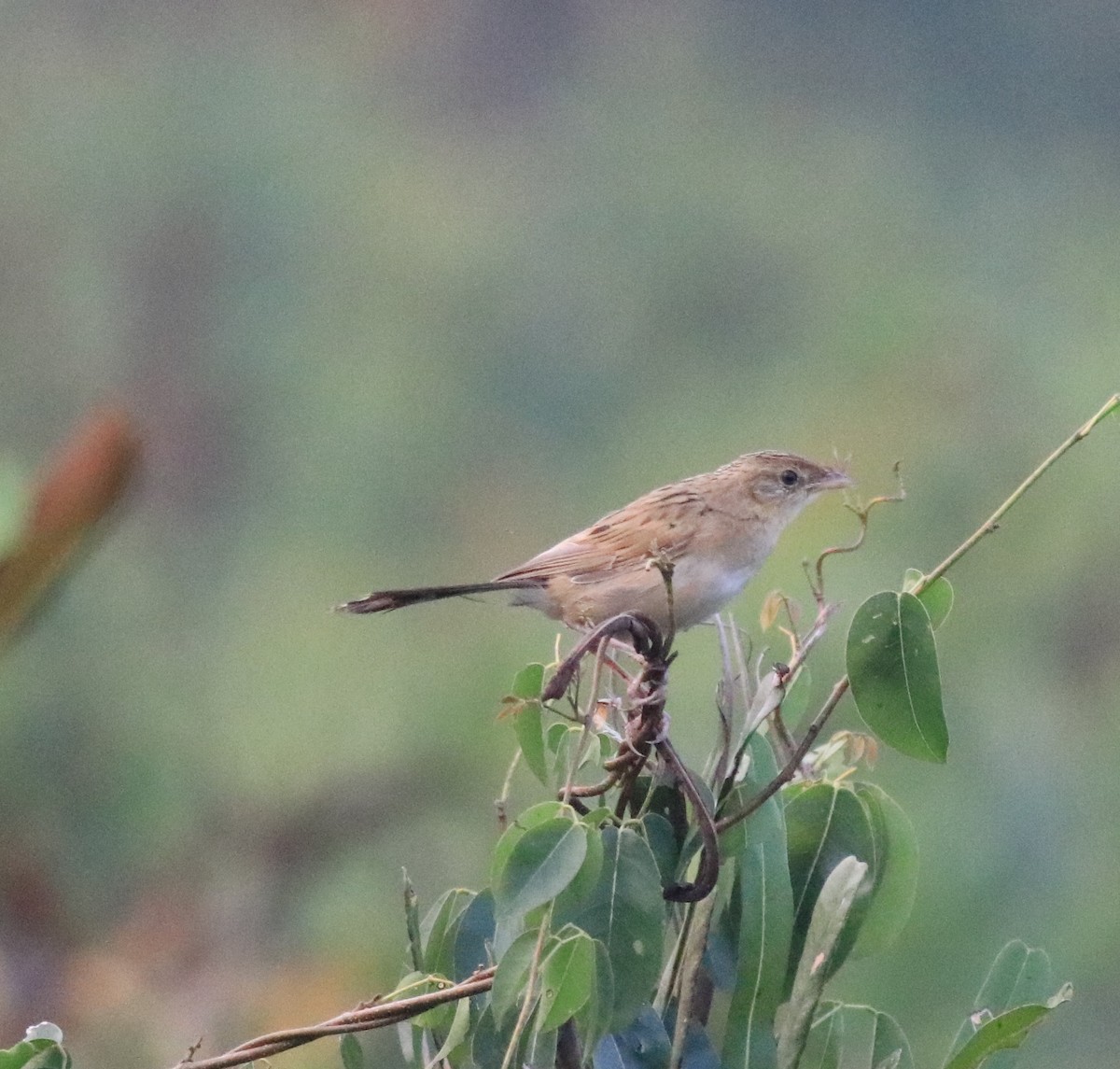 Bristled Grassbird - ML620293198