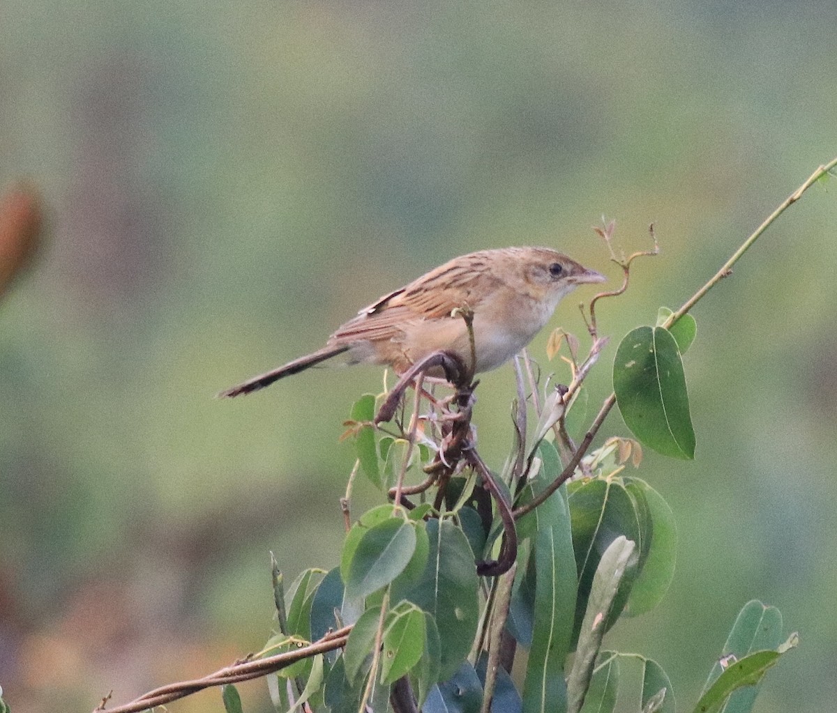 Bristled Grassbird - ML620293199