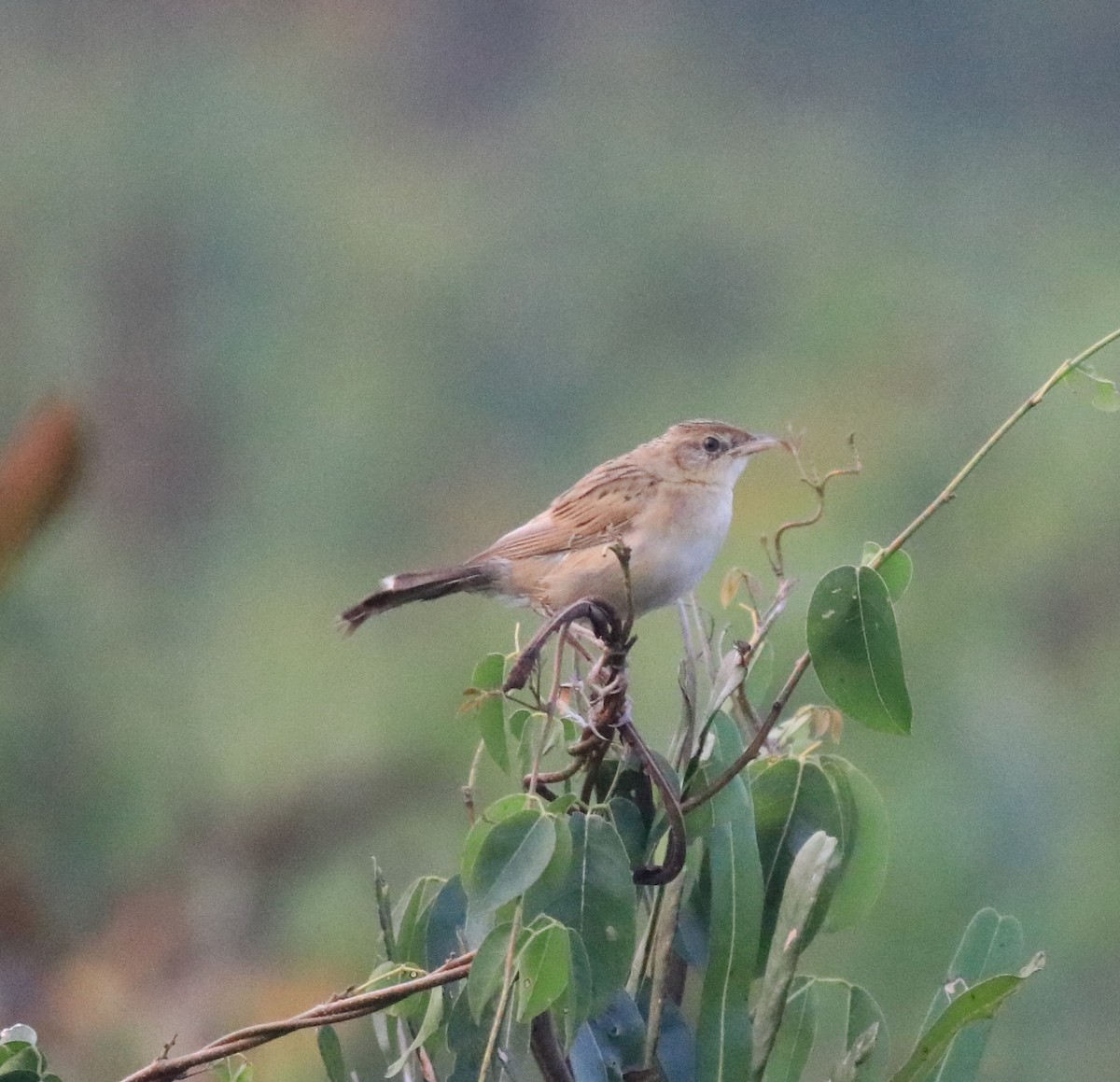 Bristled Grassbird - ML620293200