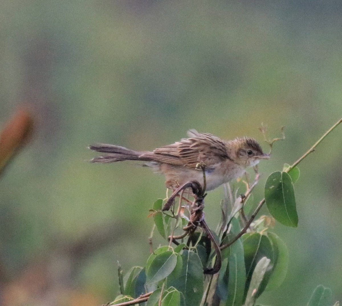 Bristled Grassbird - ML620293201