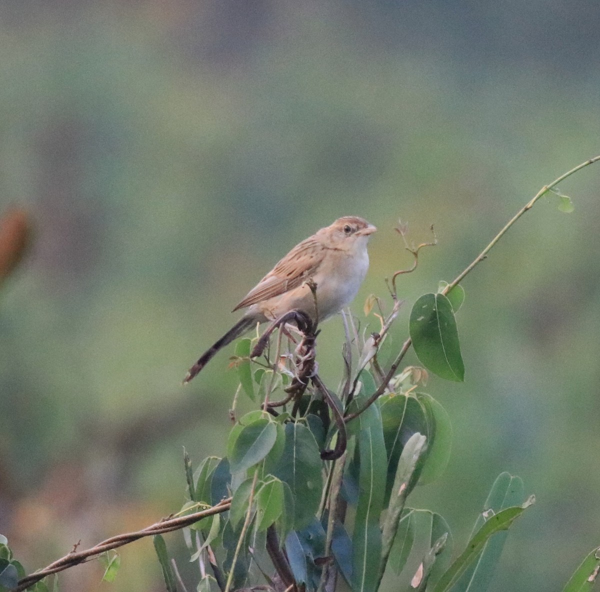 Bristled Grassbird - ML620293202