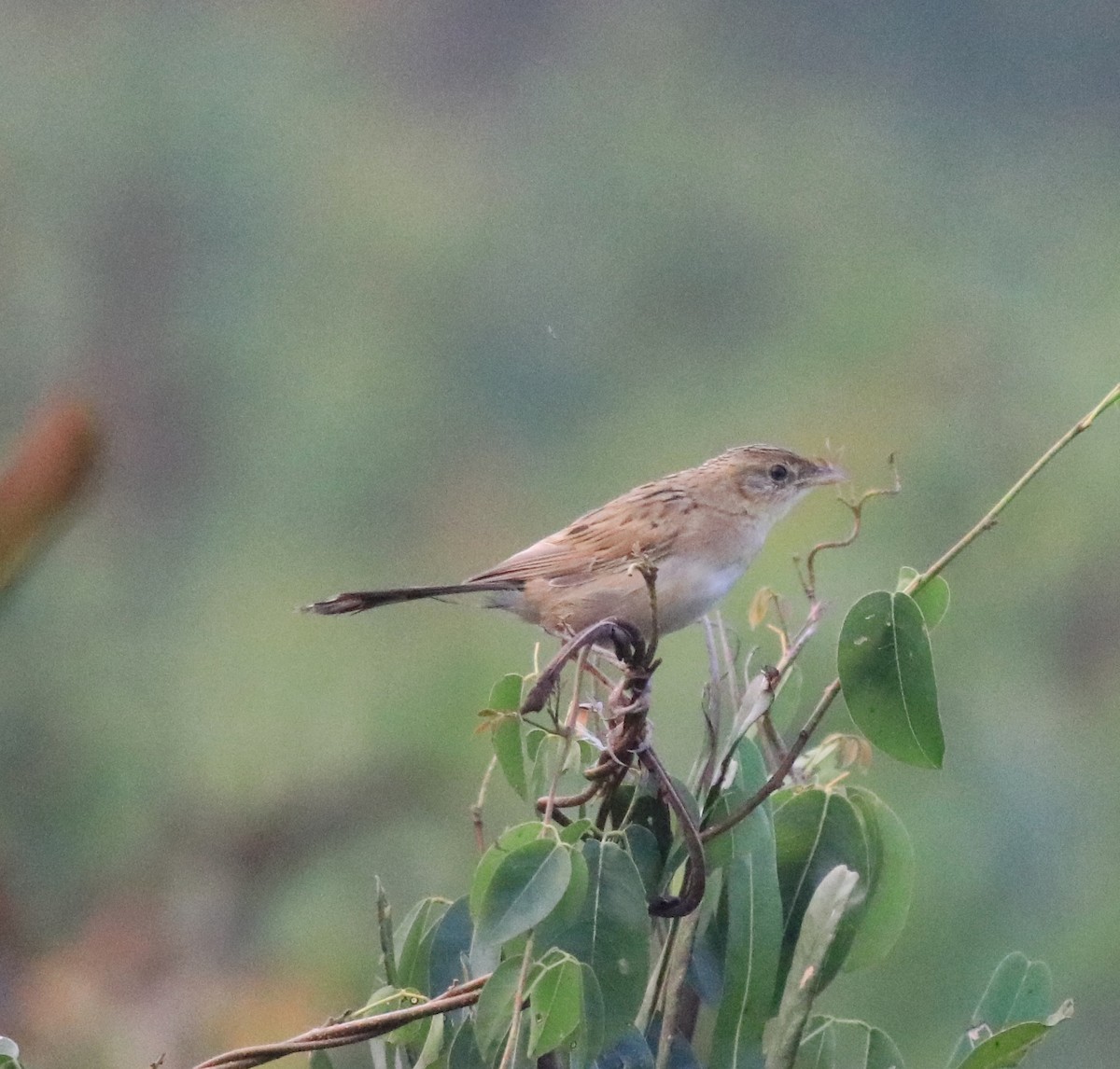 Bristled Grassbird - ML620293203