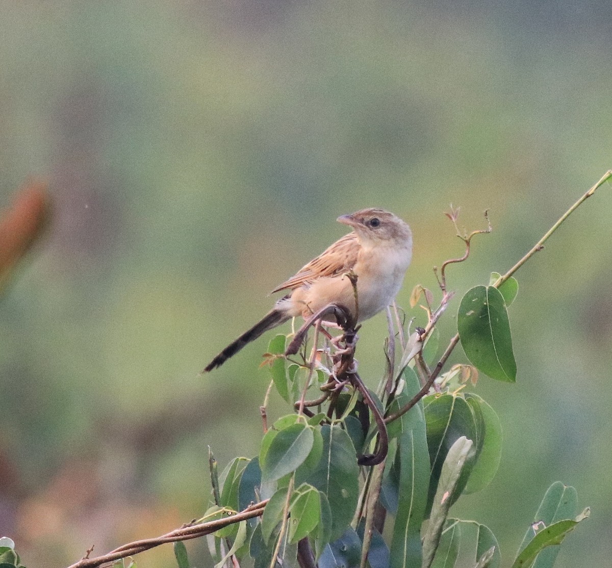 Bristled Grassbird - ML620293205