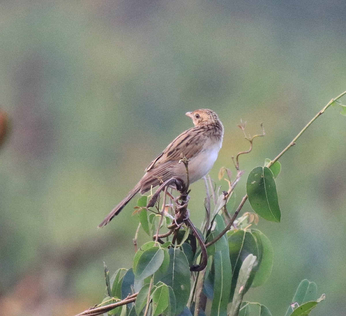 Bristled Grassbird - ML620293207