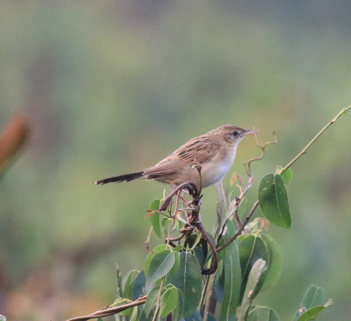 Bristled Grassbird - ML620293208