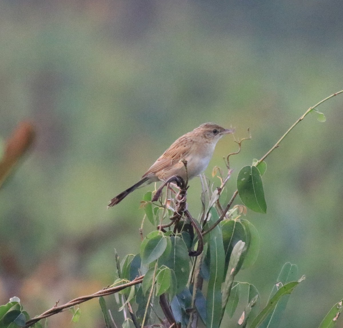 Bristled Grassbird - ML620293209