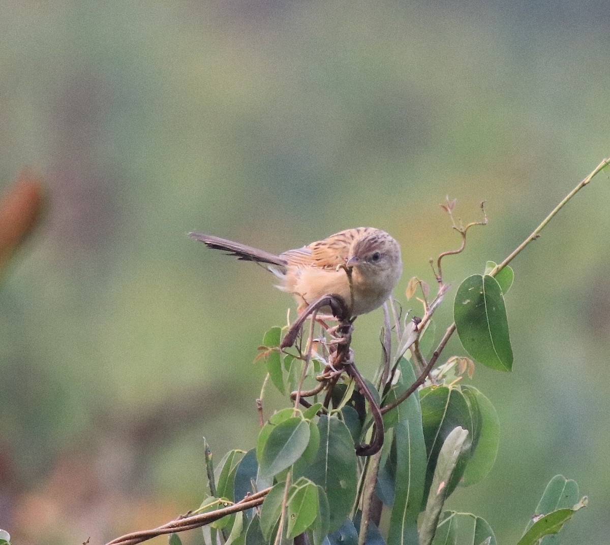 Bristled Grassbird - ML620293210