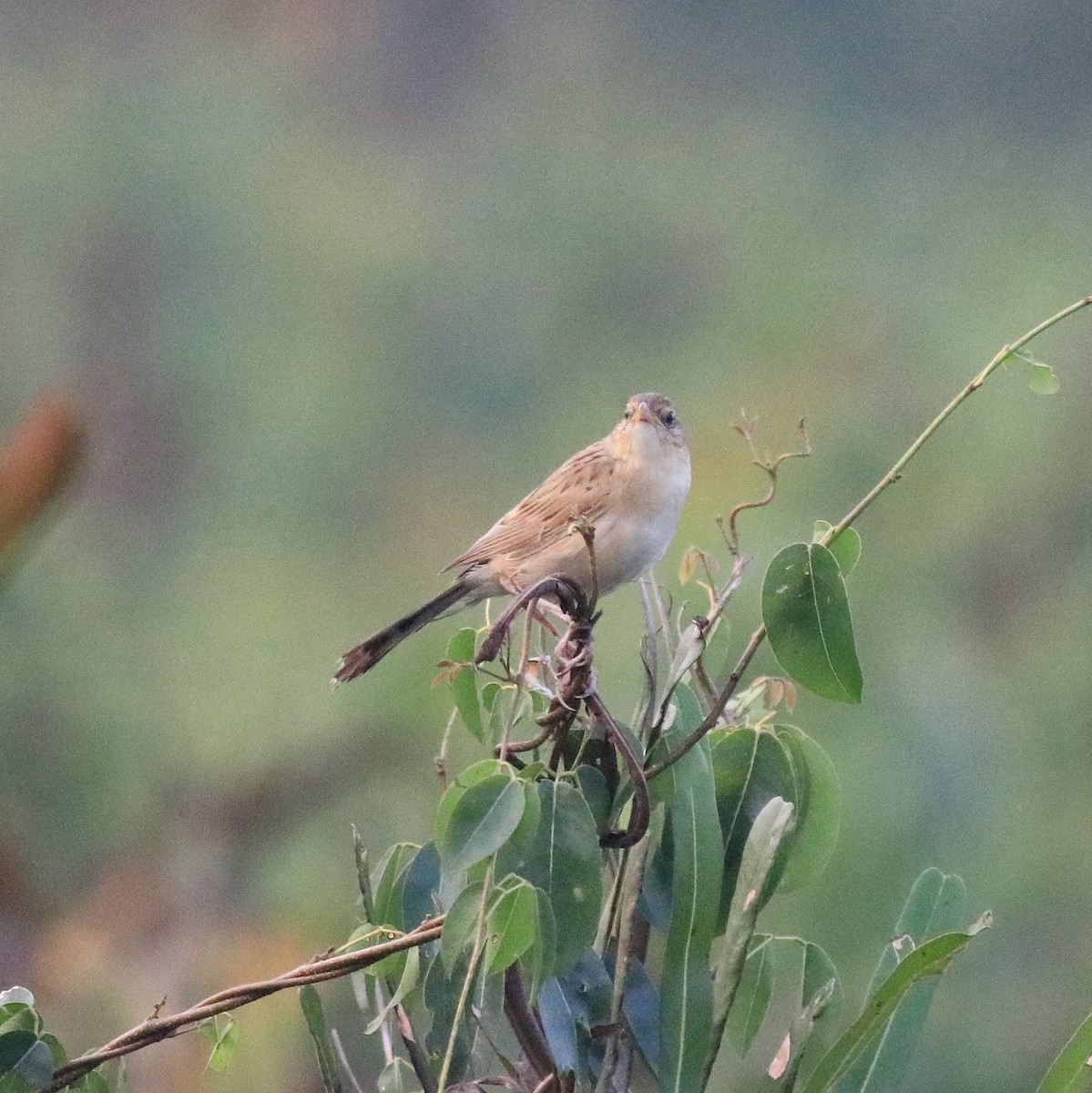 Bristled Grassbird - ML620293211