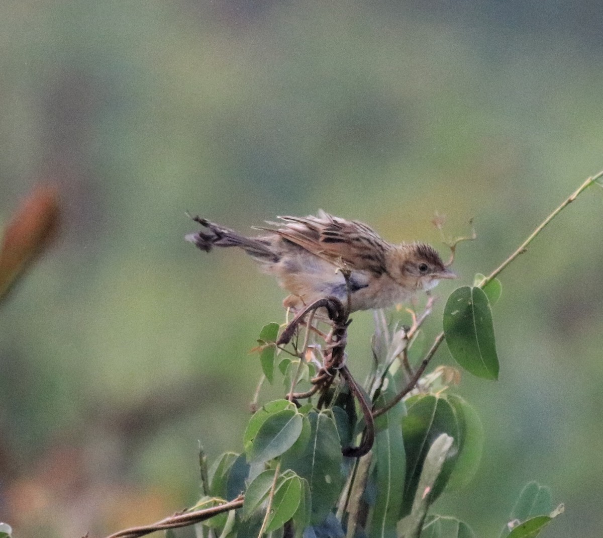 Bristled Grassbird - ML620293212