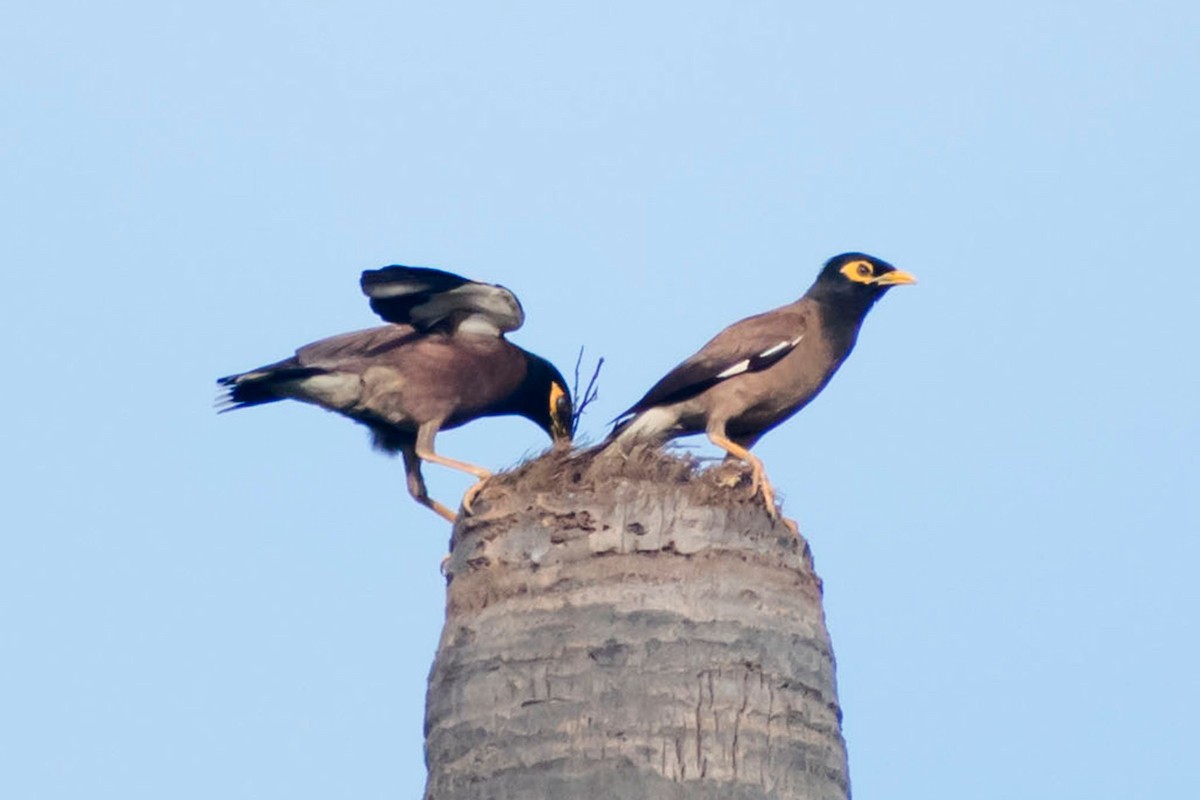 Common Myna - ML620293223