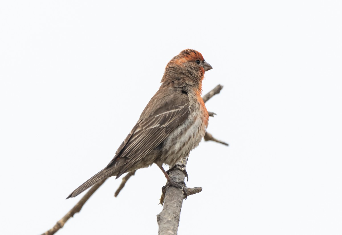 House Finch - ML620293234