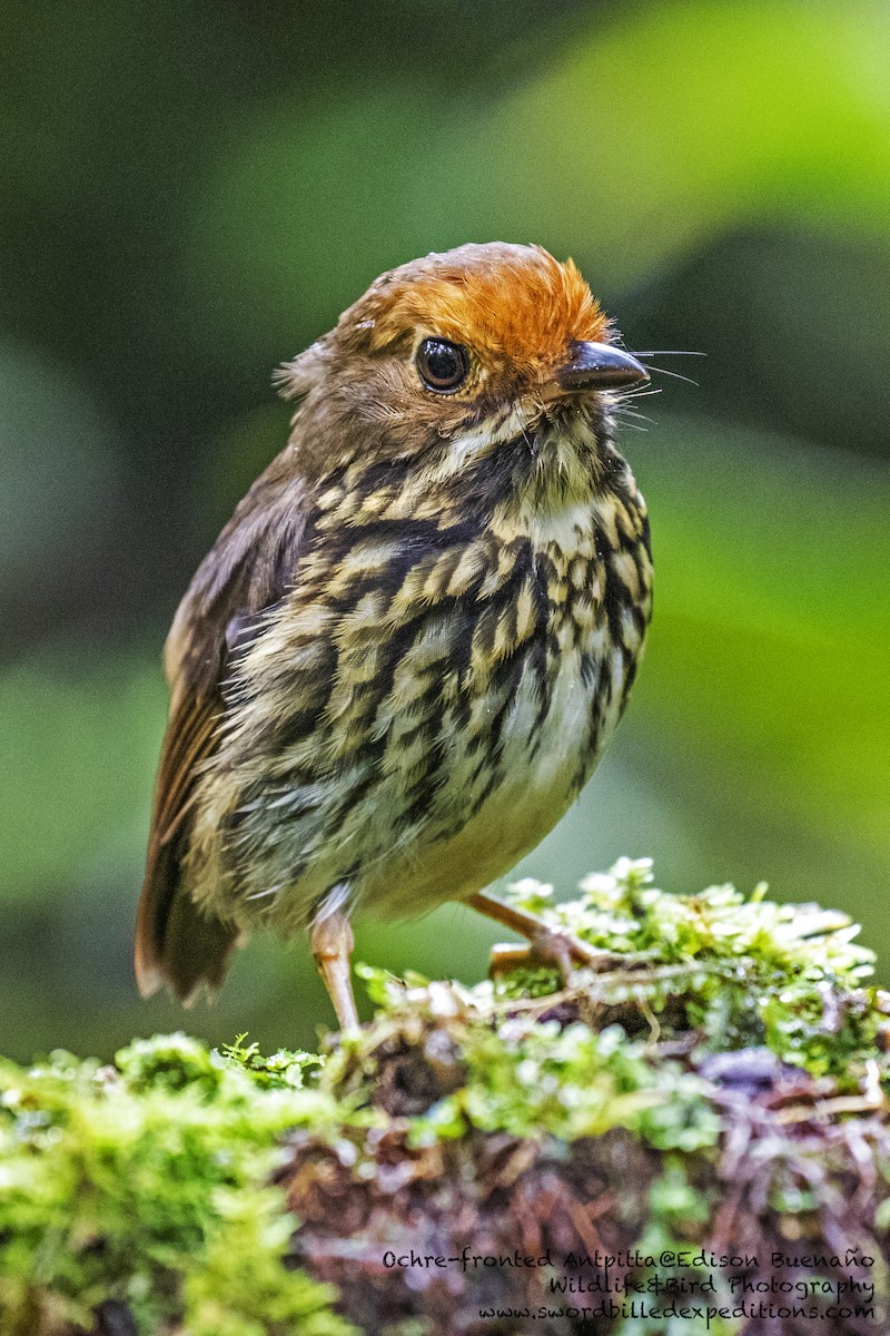 Ochre-fronted Antpitta - ML620293242