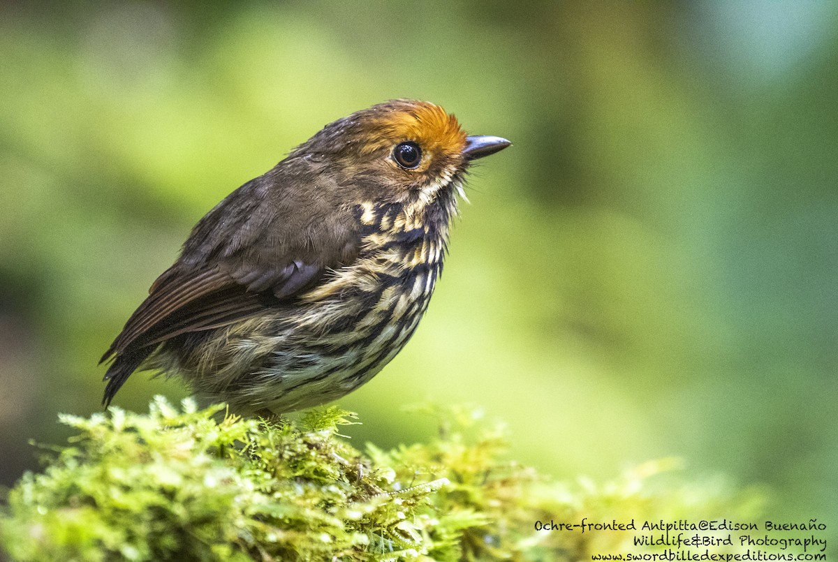 Ochre-fronted Antpitta - ML620293244