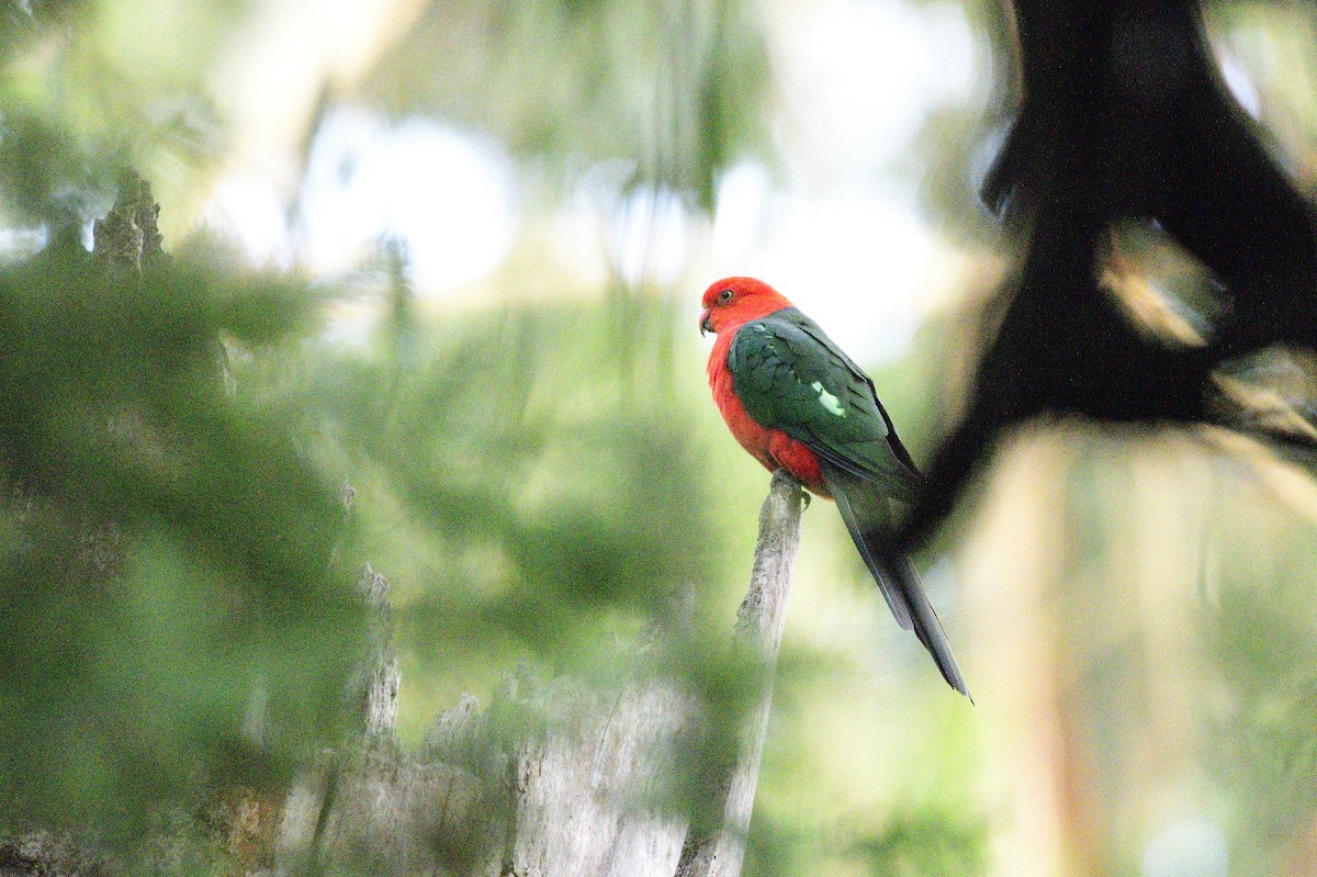 キンショウジョウインコ - ML620293245