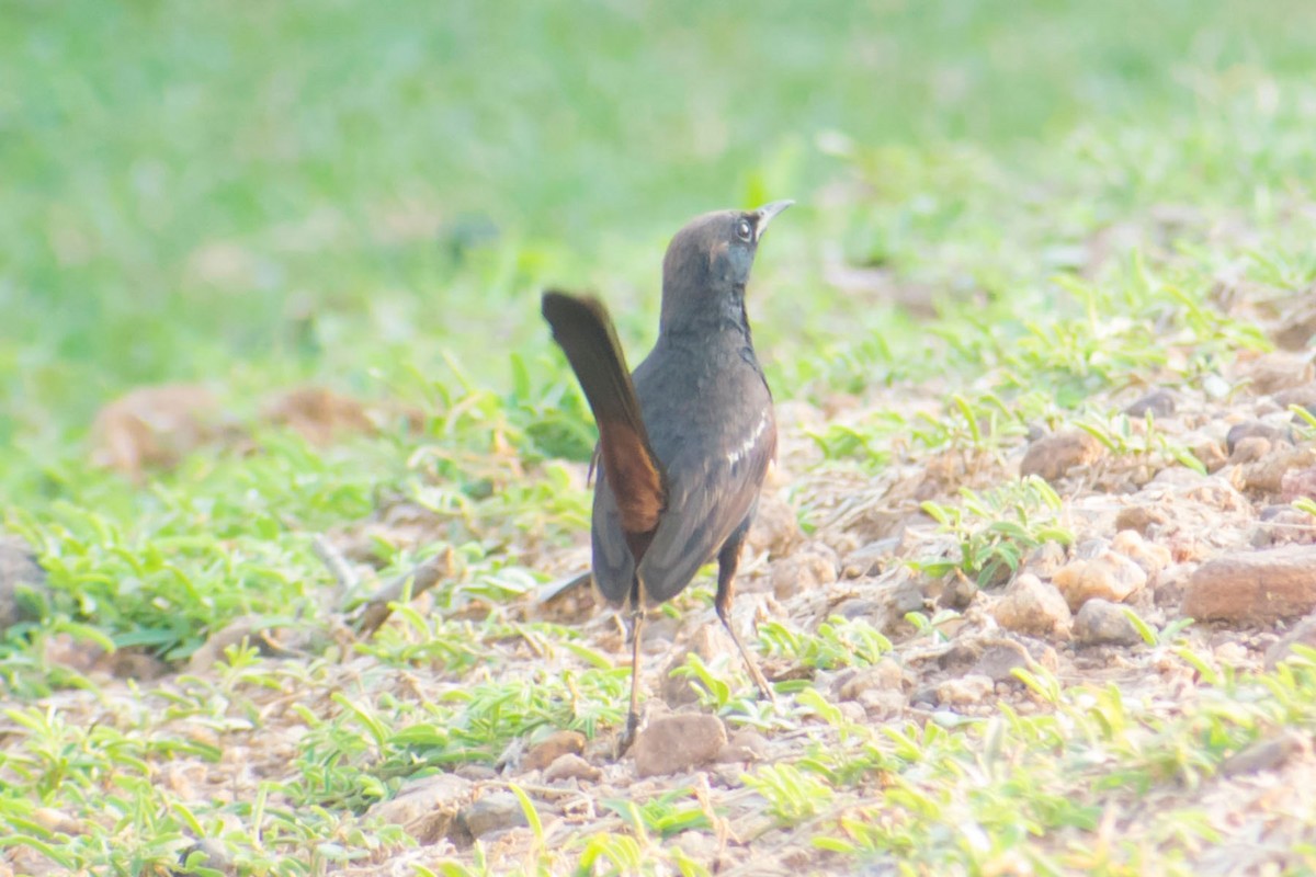 Indian Robin - ML620293249