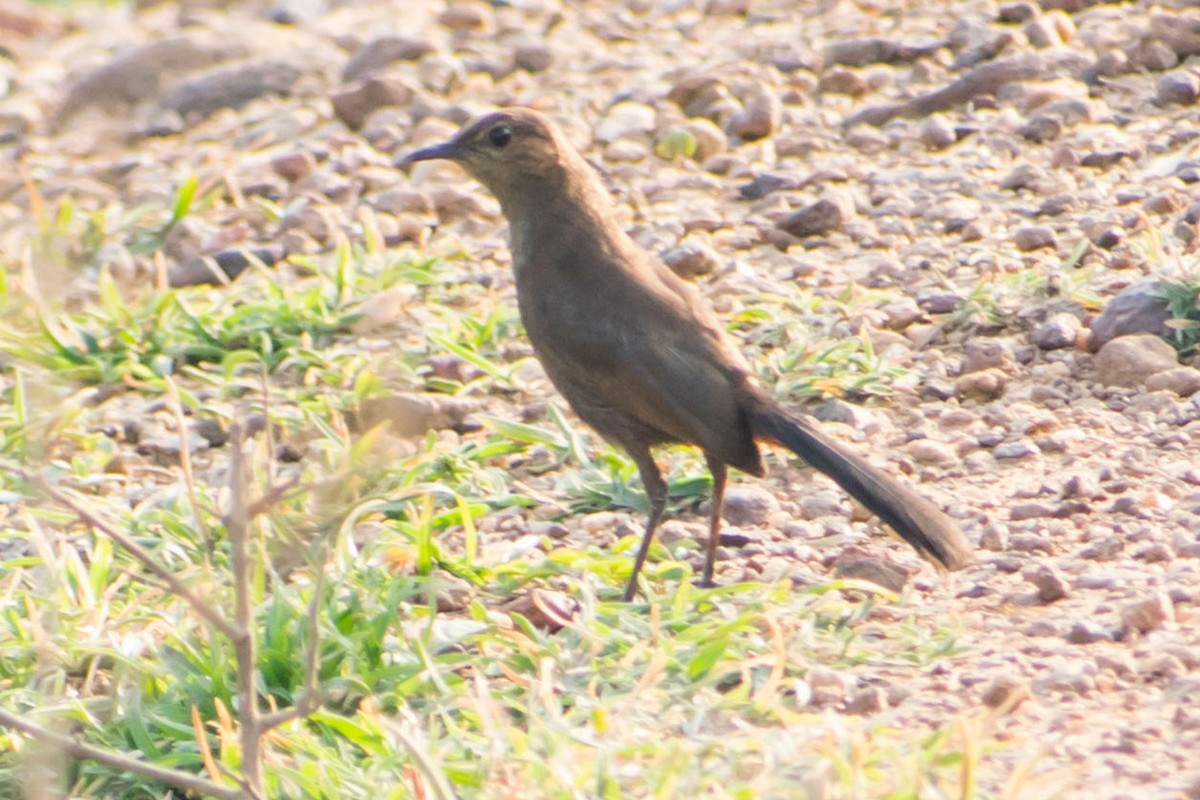 Indian Robin - ML620293250