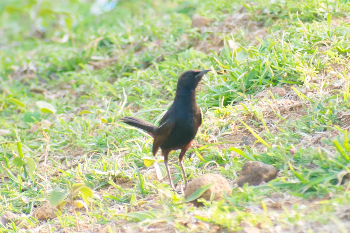 Indian Robin - ML620293254