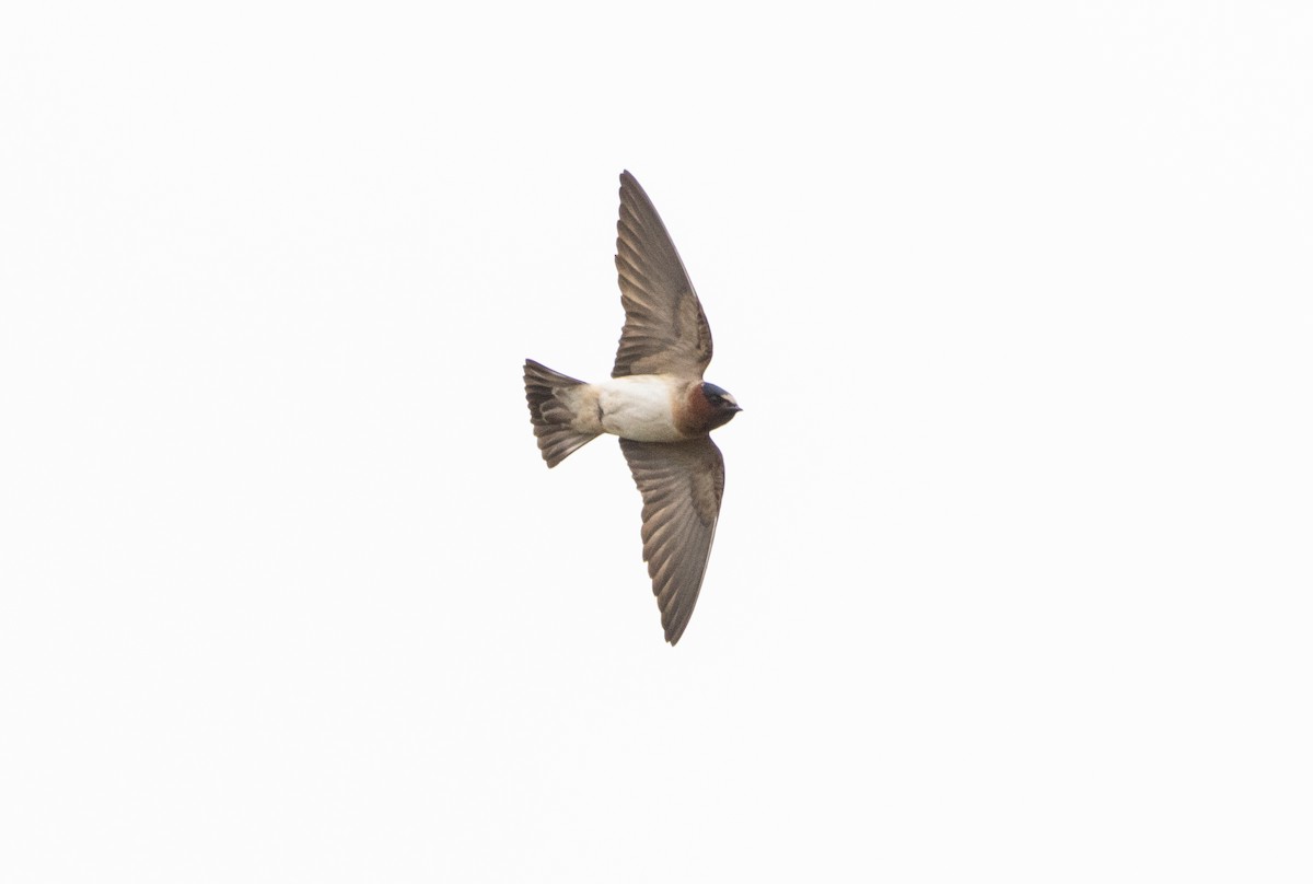 Cliff Swallow - ML620293259