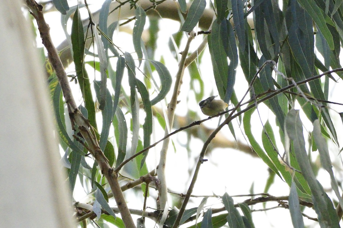 Spotted Pardalote - ML620293260