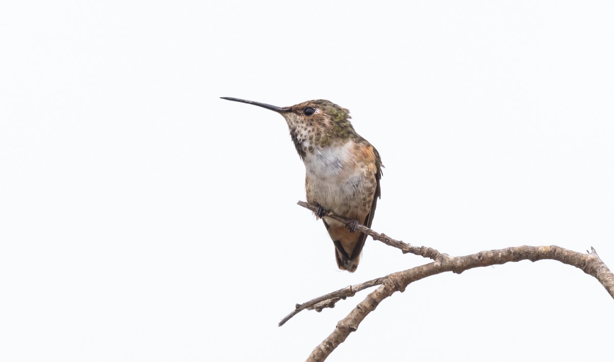 Colibrí de Allen - ML620293262