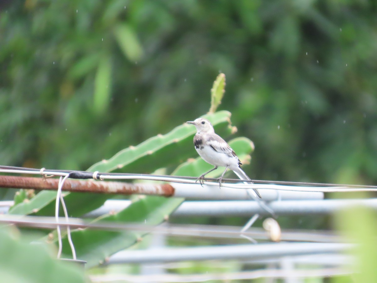 White Wagtail - ML620293264